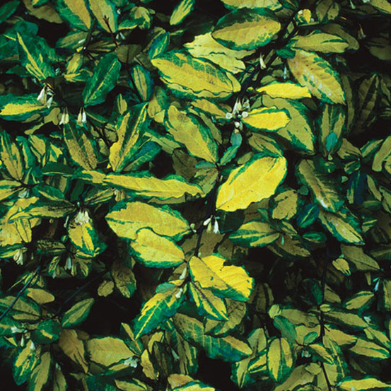 2 x chalef piquant 'maculata' - elaeagnus pungens 'maculata' - 30-40 cm pot