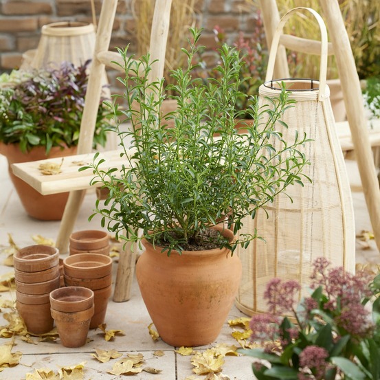 Eriostemon myoporoides white star - le pot / ø 15cm / hauteur livrée 15-20cm