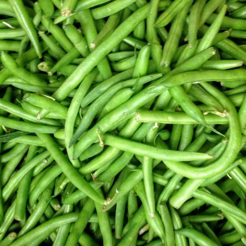 Graines de haricot nain mangetout contender - vilmorin sachet