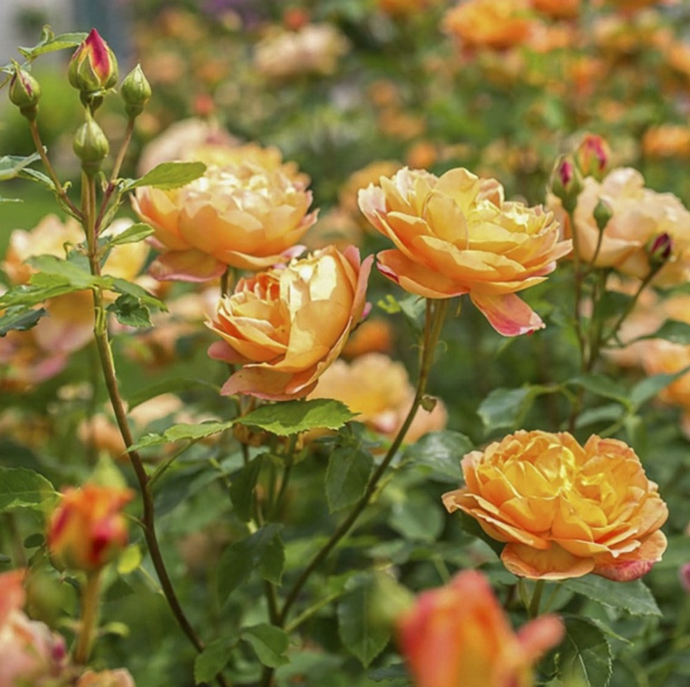 Rosier 'lady of shalott' pot de 4l/5l