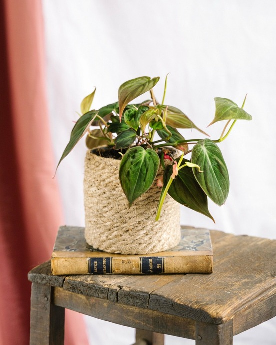 Philodendron micans 15cm - plante d'intérieur