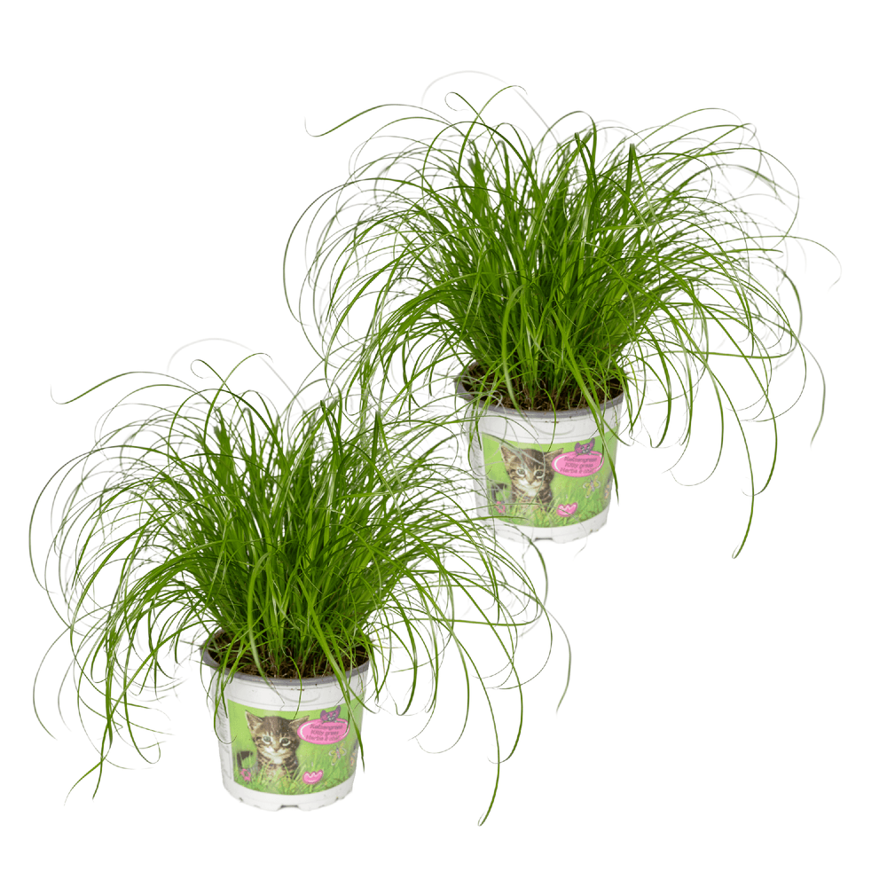 Cyperus alternifolius (herbe à chat) - 2 pièces - ø12cm - ↕20cm - plantes d'intérieur