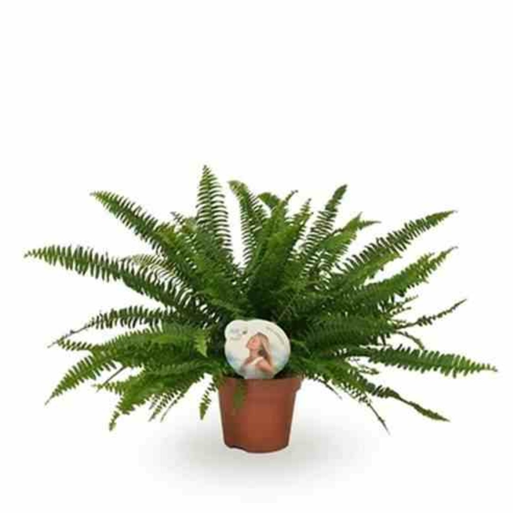 Nephrolepis exaltata dame verte (fougères d'intérieur) pot de 10 litres 60/80cm