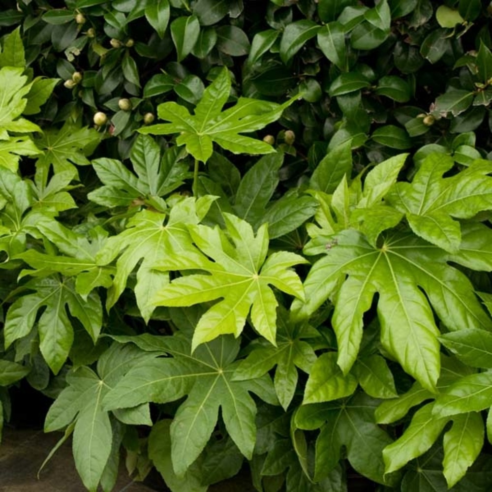 Fatsia du japon pot de 20l/25l, cépée