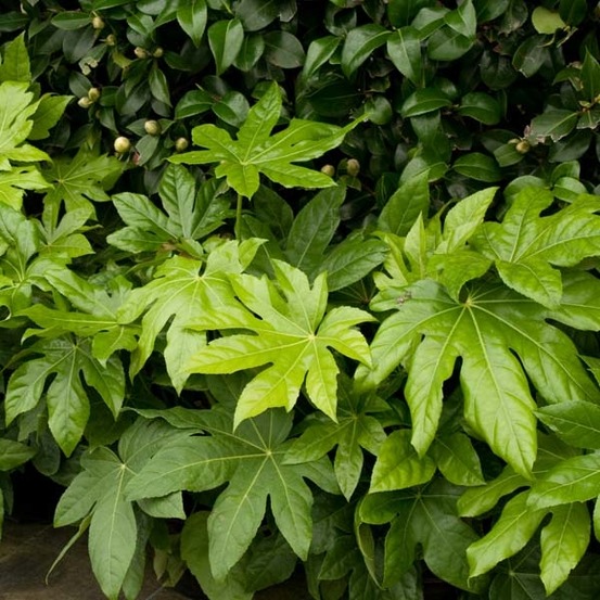 Fatsia du japon pot de 20l/25l, cépée