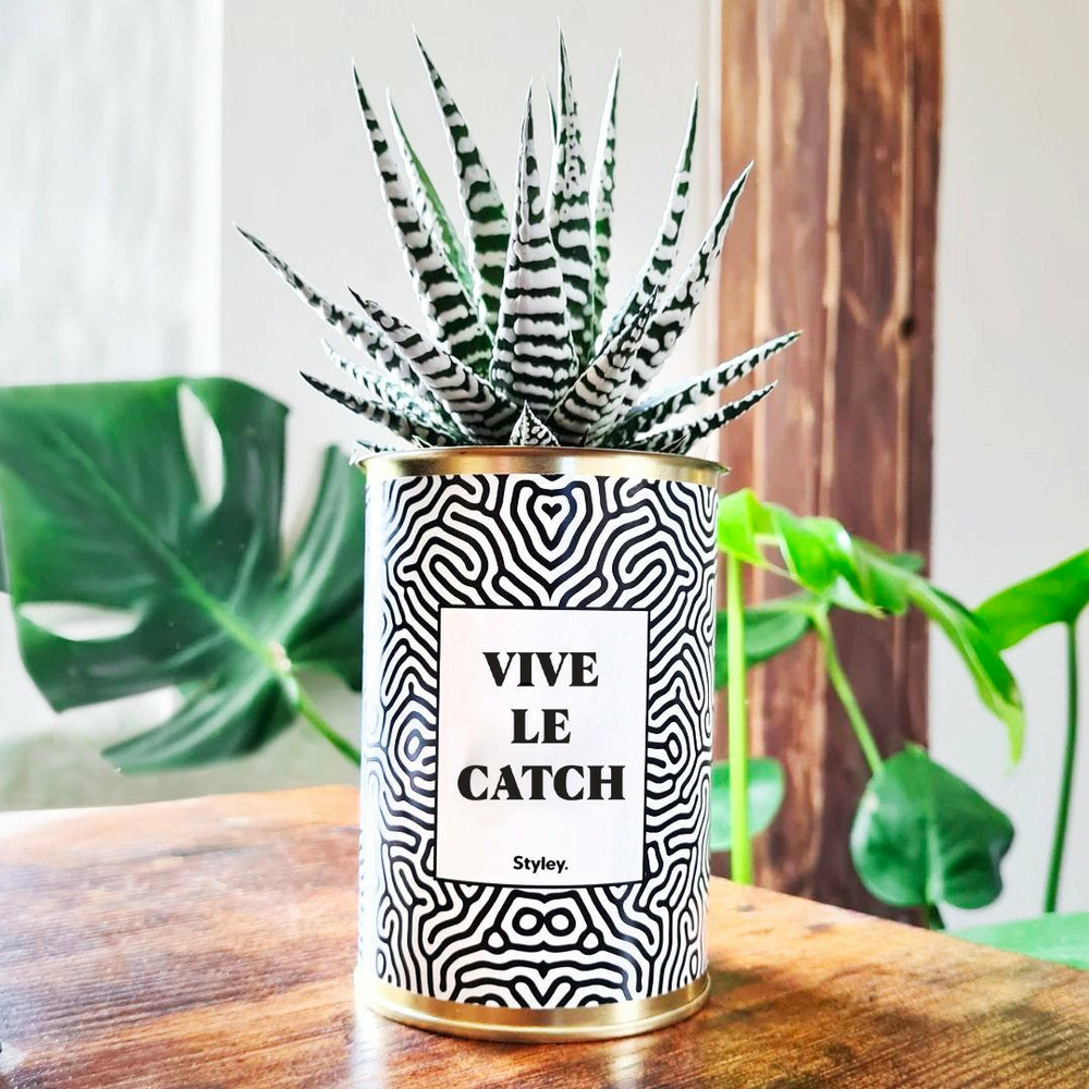 Plante personnalisée - vive le catch - cactus
