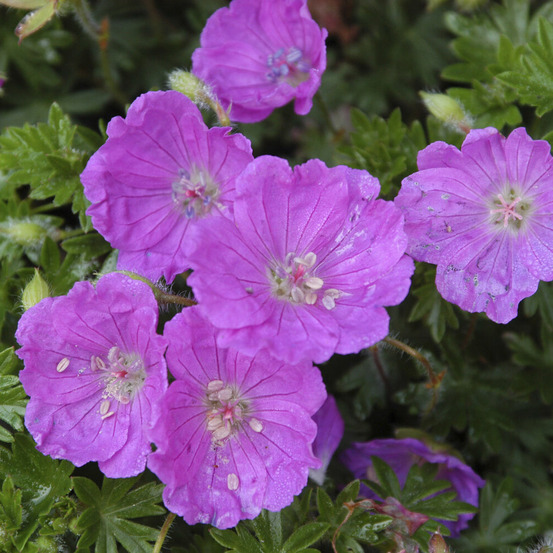 Géranium vivace sanguin max frei - le pot / ø 9cm