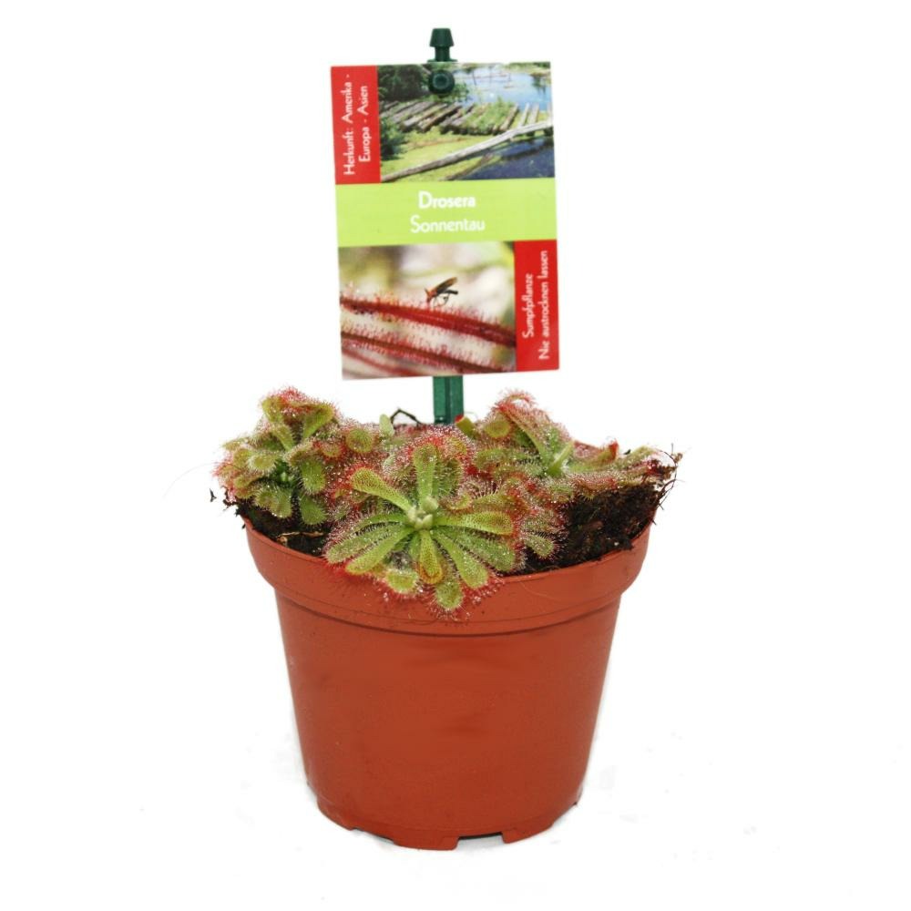 Rosaire - drosera alicae - pot de 9cm