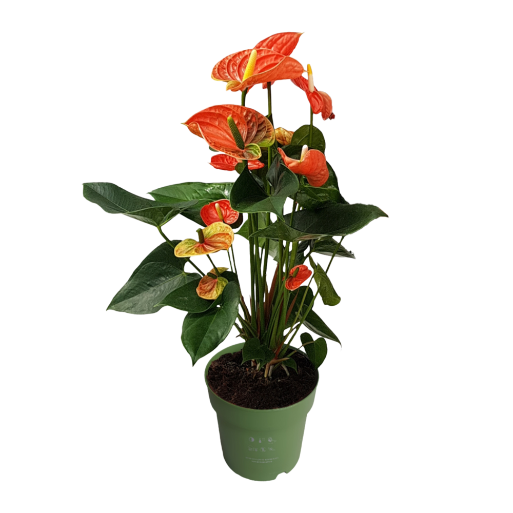 Langue de feu - anthurium 'madural orange' - hauteur 55-70cm - ø17cm
