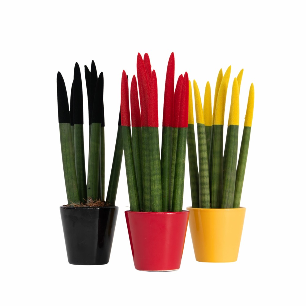 Langue de belle-mère - set de 3 - sansevieria cylindrica - h20-40cm - ⌀9cm