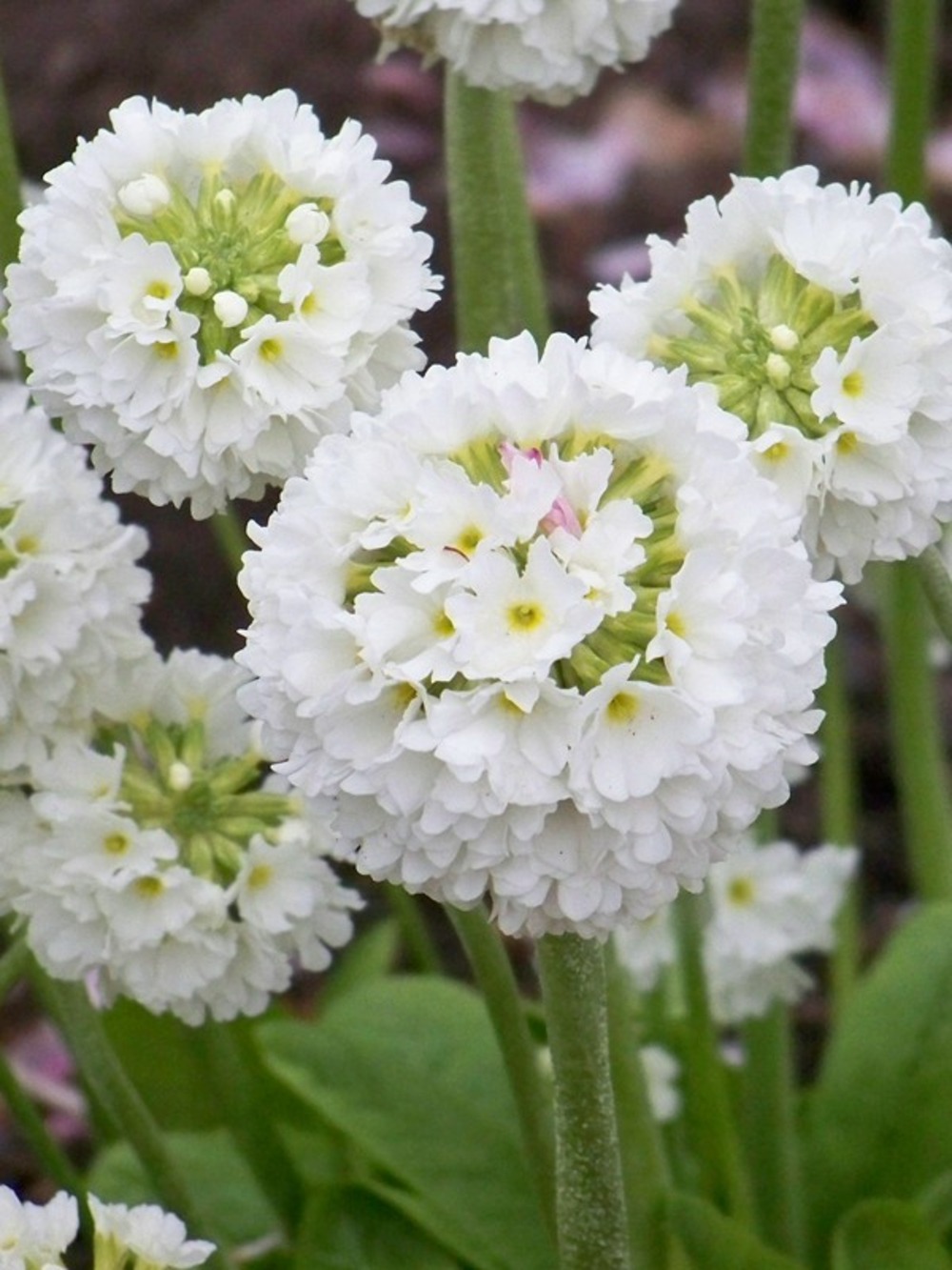 Primevère denticulée 'alba' godet de 8/9 cm