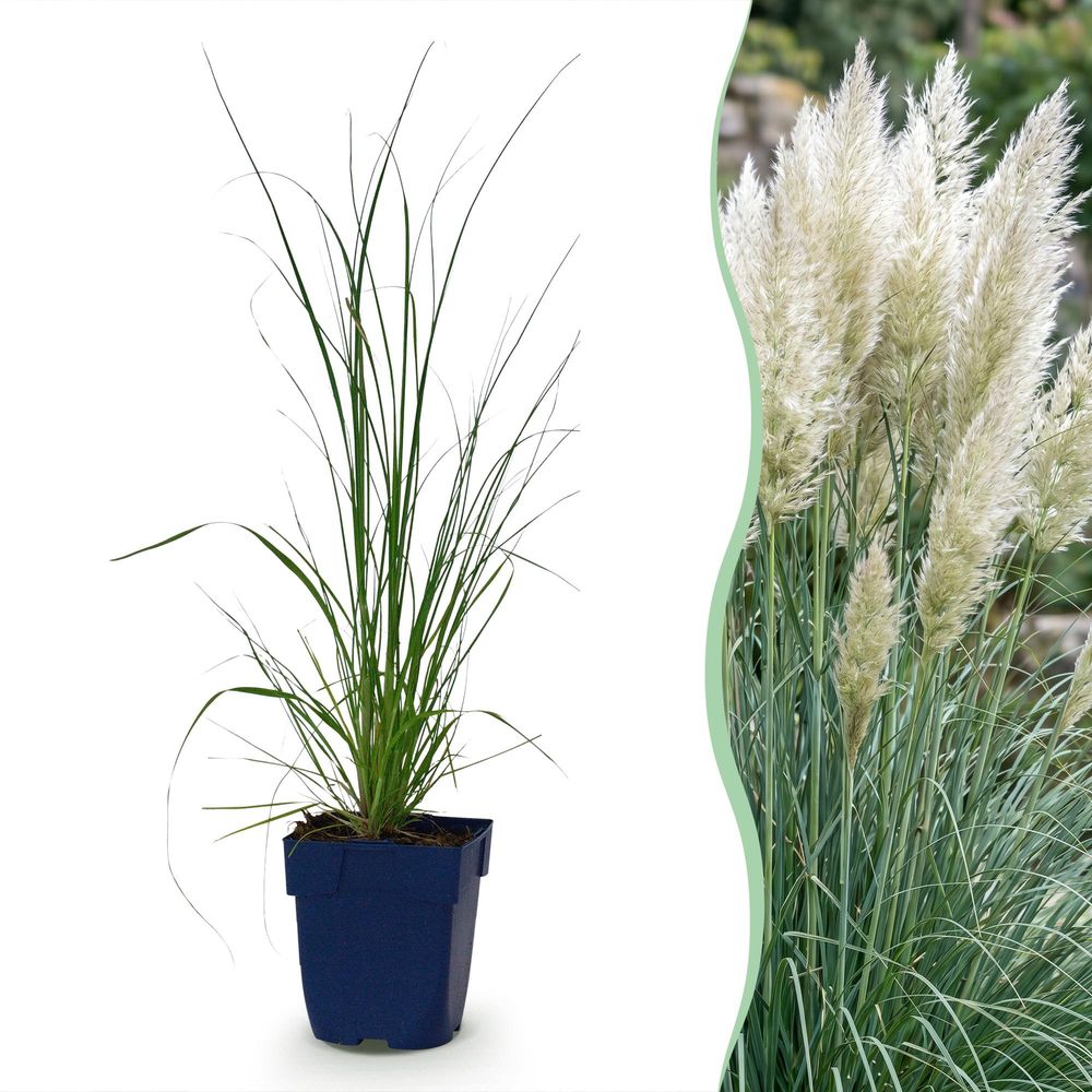 Cortaderia 'pumila' - lot de 6 - pot 11 cm - hauteur 25 cm
