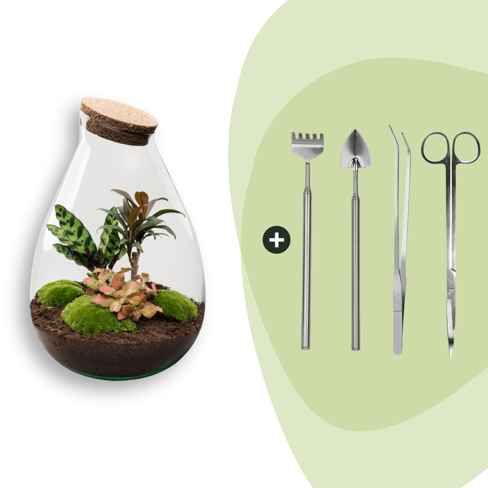 Terrarium à composer goutte en verre recyclé - ø29-h37cm - avec kit 4 outils - variété rouge - terrarium diy