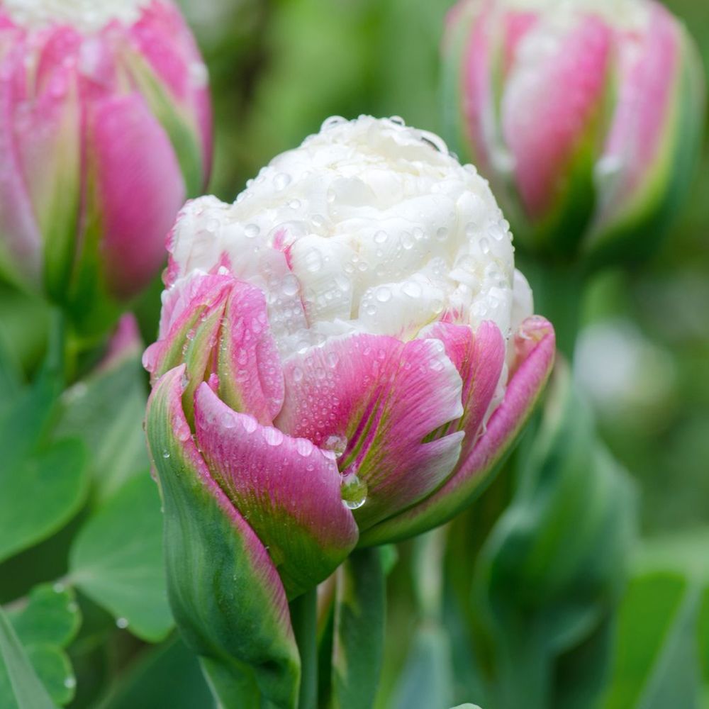 Tulipe 'ice cream' bulbe calibre 11+ (par 5)
