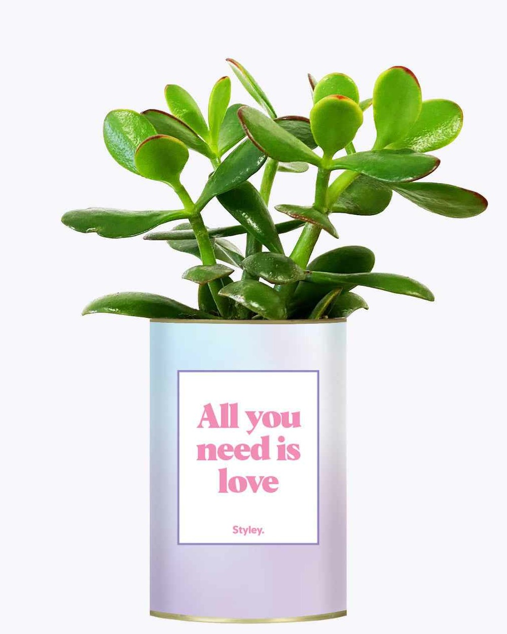 Plante drôle - all you need is love - cactus