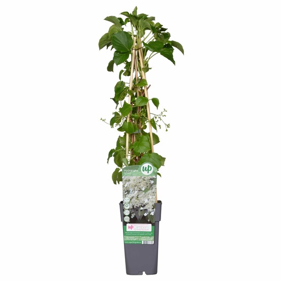 Hydrangea petiolaris - h65 cm - ø15 cm