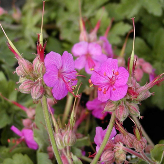 Géranium vivace ingwersen's variety lot de 9 godets