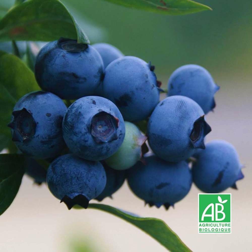 Myrtillier 'Centurion' BIO…