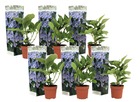 Hortensia 'teller' hydrangea - set de 6 - bleu - ⌀9cm - hauteur 25-40cm