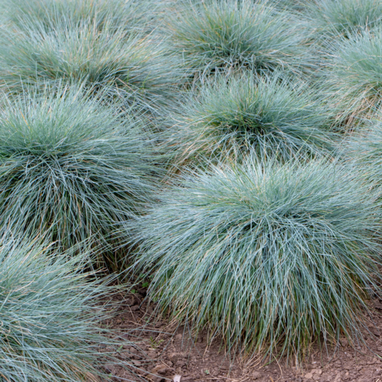 Fétuque de gautier - festuca gautieri 20/25cm godet 9cm