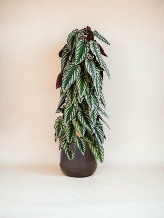 Cissus discolor pyramide 150cm - plante d'intérieur