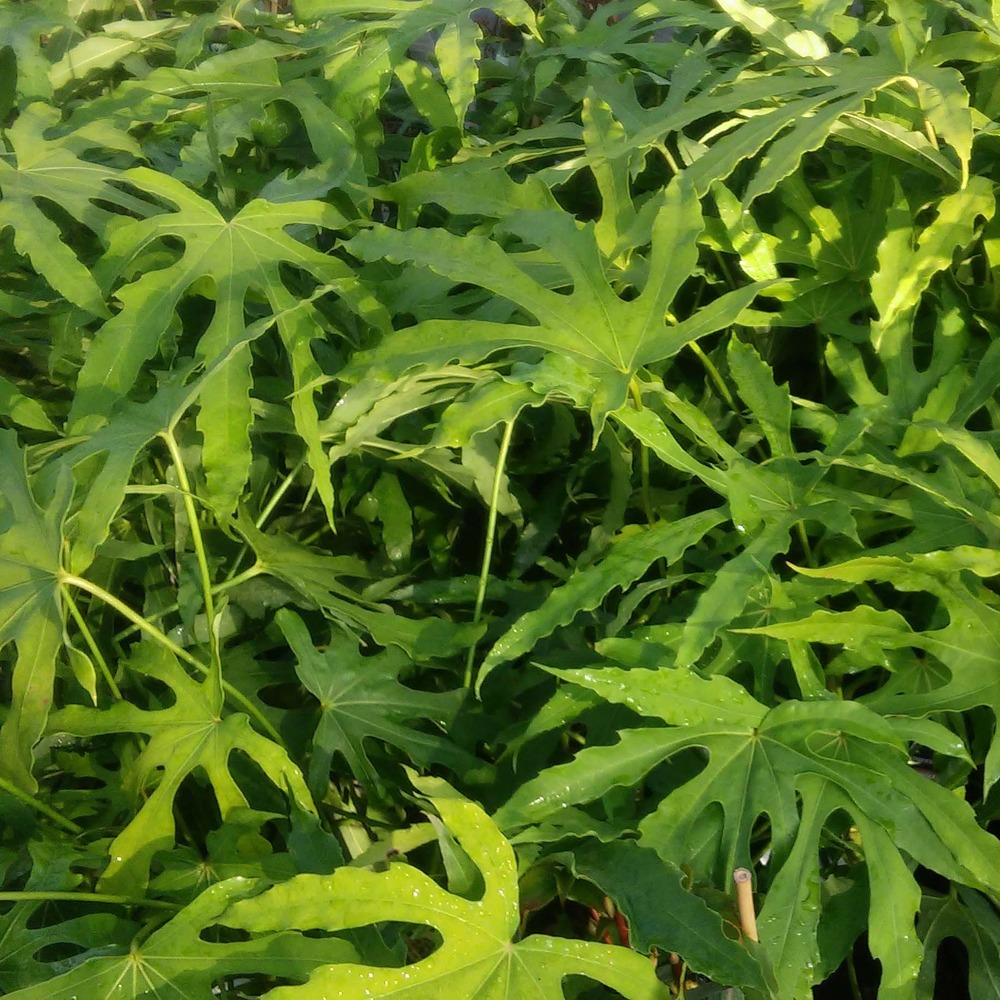 Fatsia de taiwan 'green fingers' pot de 6l/7l