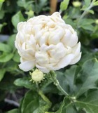 Jasminum sambac cv. Flore pleno grand duke of tuscany   blanc - taille pot de 2 litres ? 10/30cm