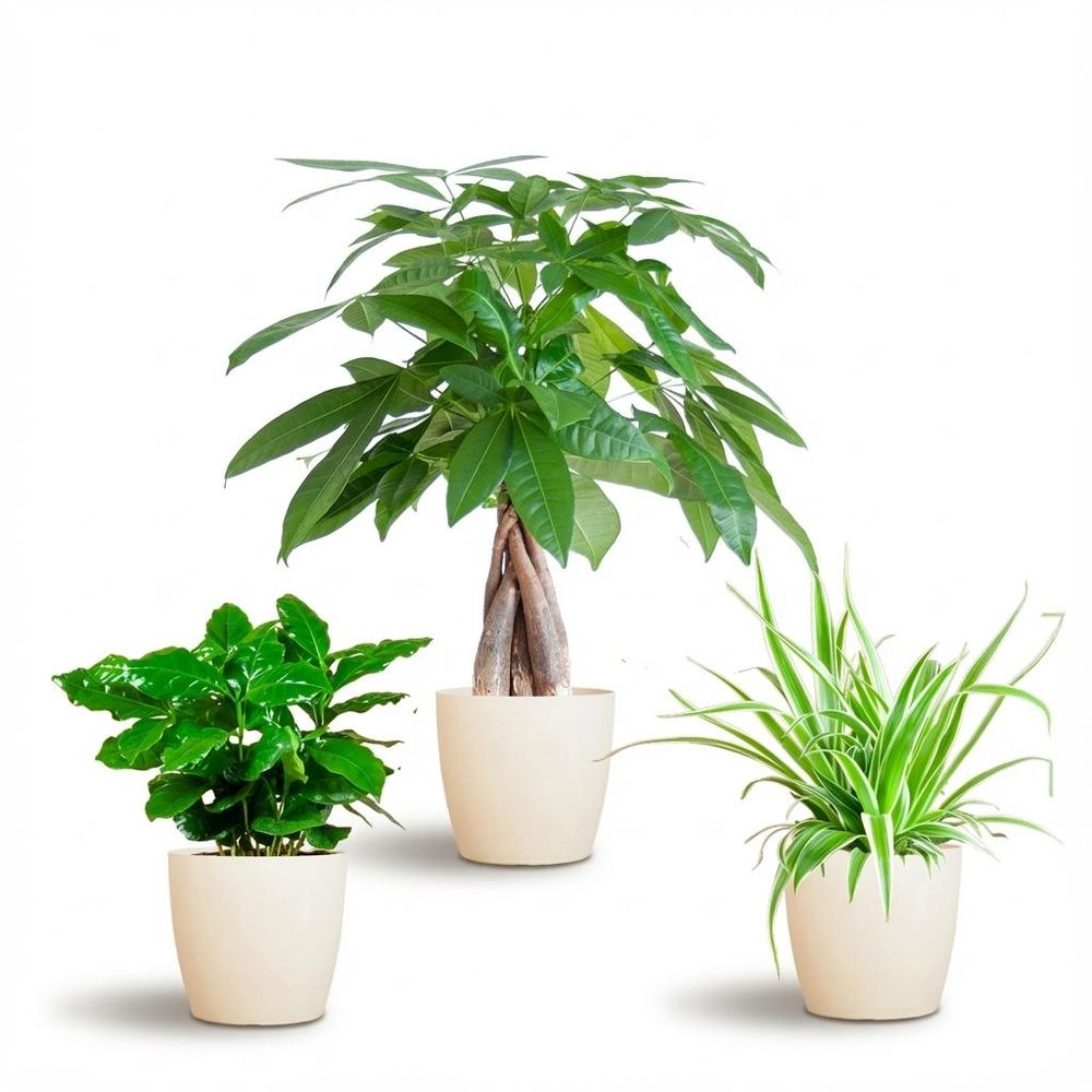 Box 3 plantes pet-friendly - pot de 12cm