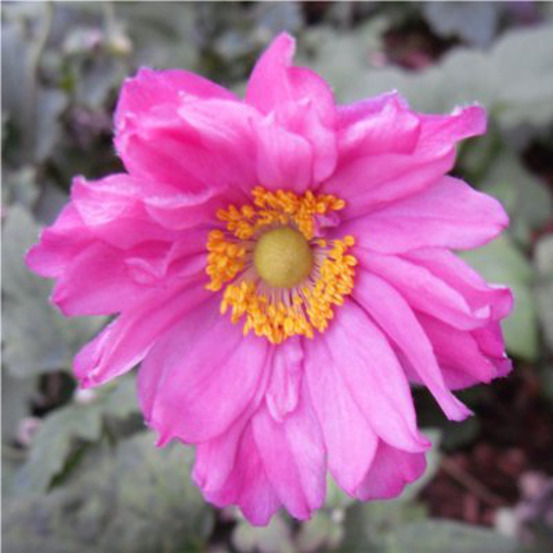 Anémone du japon 'prinz heinrich' godet de 8/9 cm