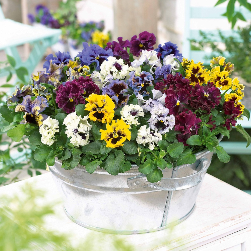 2 pensées frisées en mélange - les 2 pots / ø 9cm