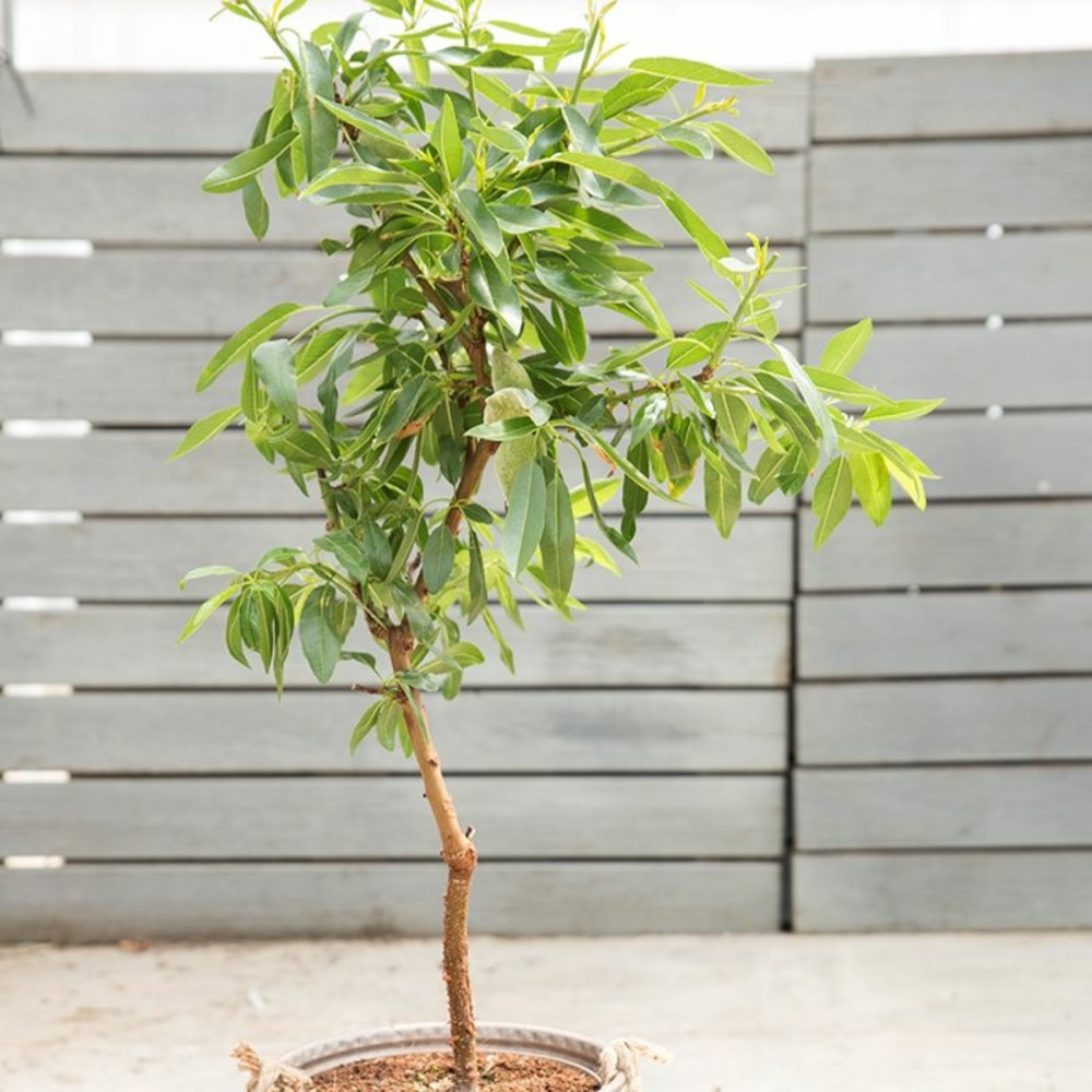 Amandier nain 'nut me' ® avijor (prunus amygdalus 'nut me' ® avijor)