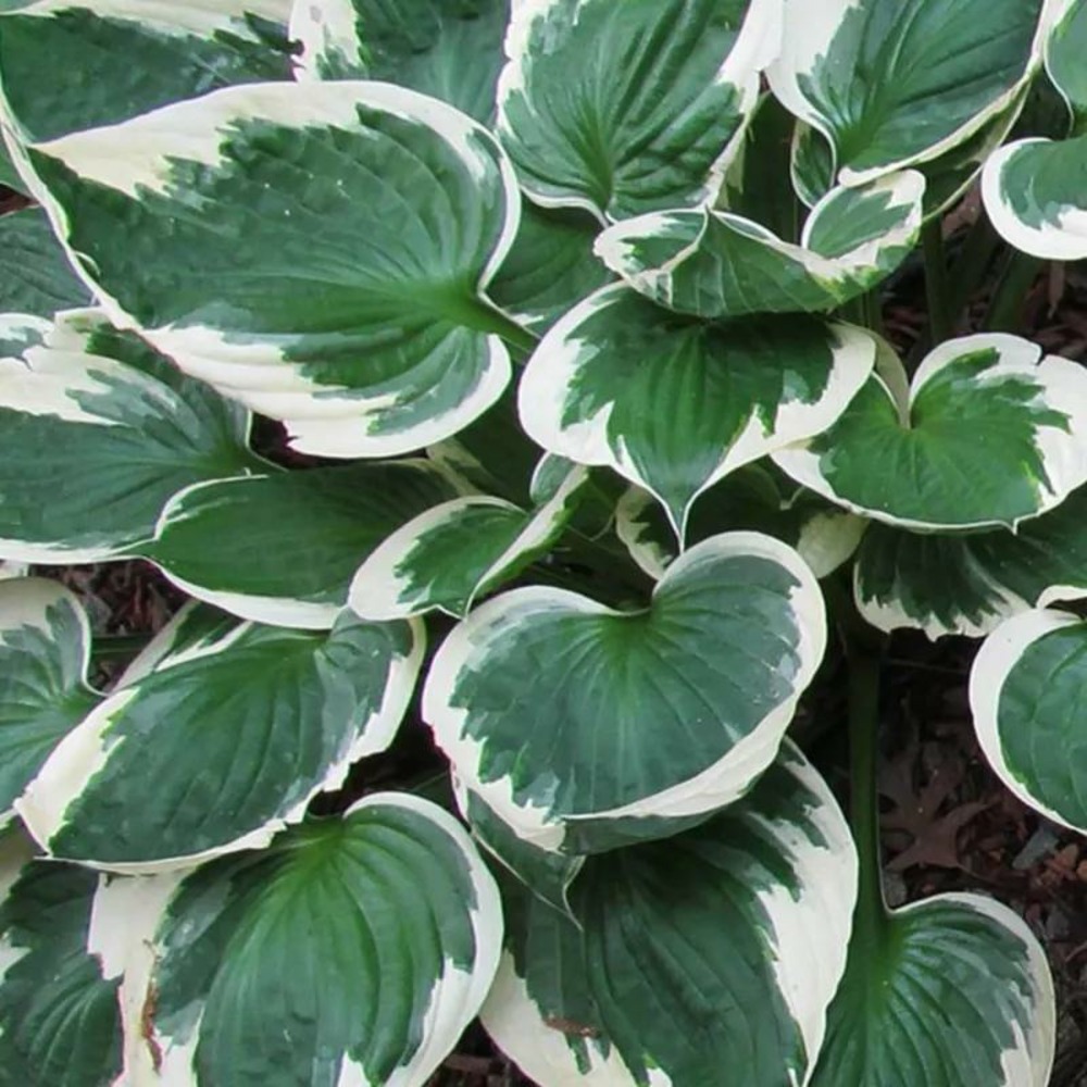 2 Hostas 'Independence' - Vendu par 2…