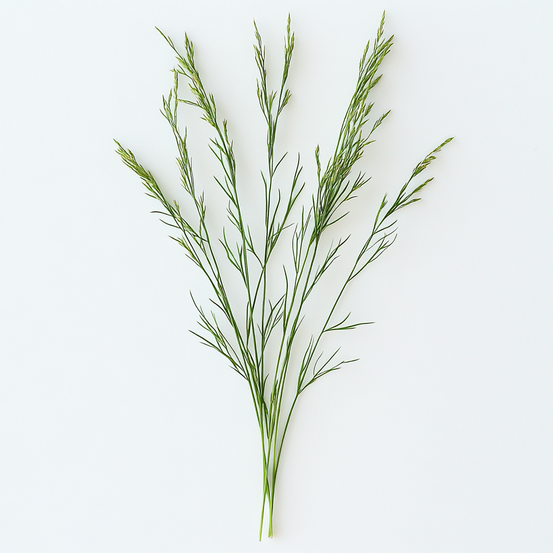 600 graines de canche des champs (artemisia absinthium) - semisauvage permaculture