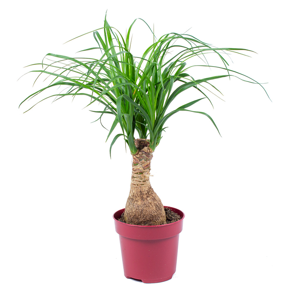Beaucarnea recurvata - pied d’éléphant - plantes d’intérieur - hauteur 30-40 cm - pot 12 cm