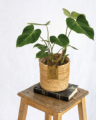 Plante d'intérieur - philodendron gloriosum 40cm