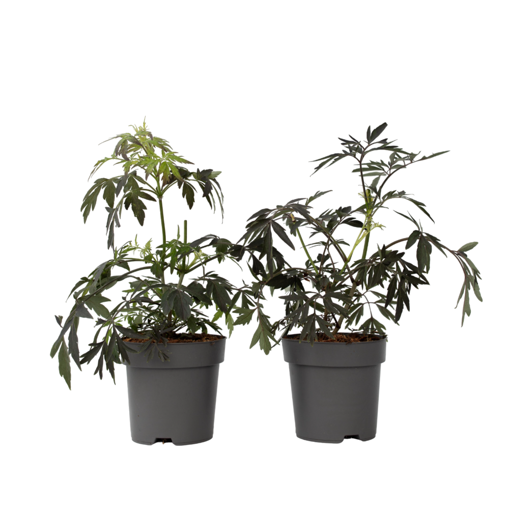 Sureau noir - set de 4 - sambucus nigra 'black lace' - hauteur 25-40cm - ⌀17cm