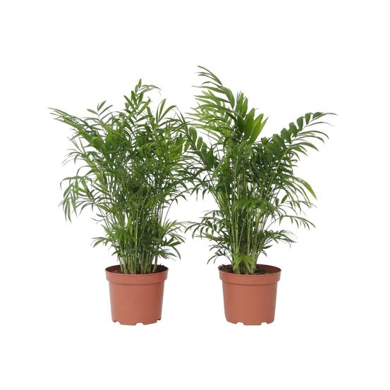 Palmier de salon - set de 2 - chamaedorea elegans - hauteur 50-60cm - ⌀17cm