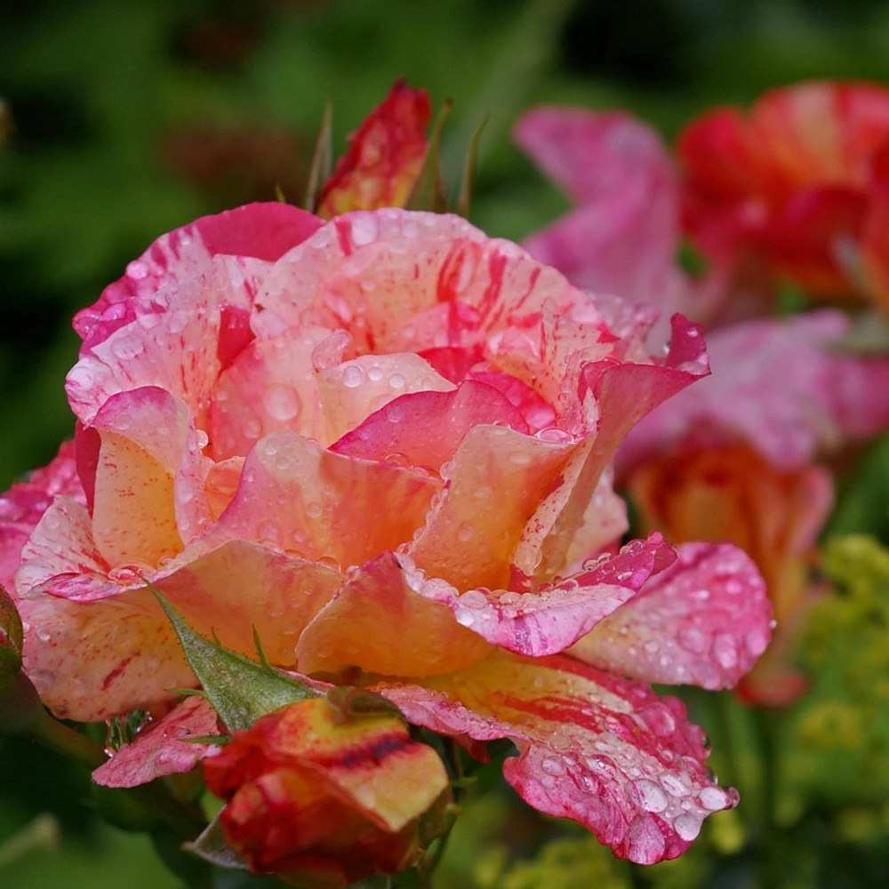 Rosier grimpant vanille fraise® 'lapvanil' pot de 5l