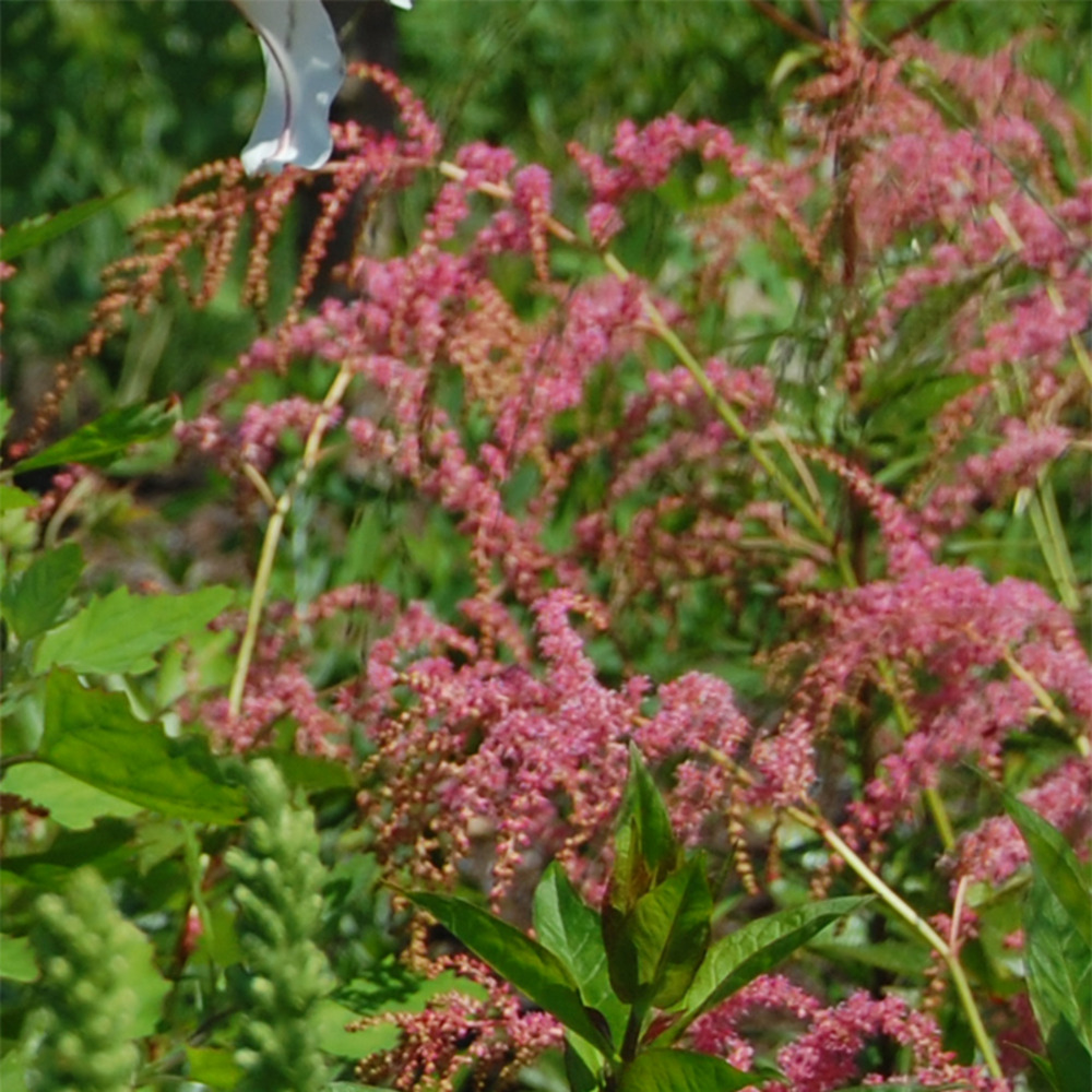 Astilbe de chine 'straussenfeder' godet de 8/9 cm