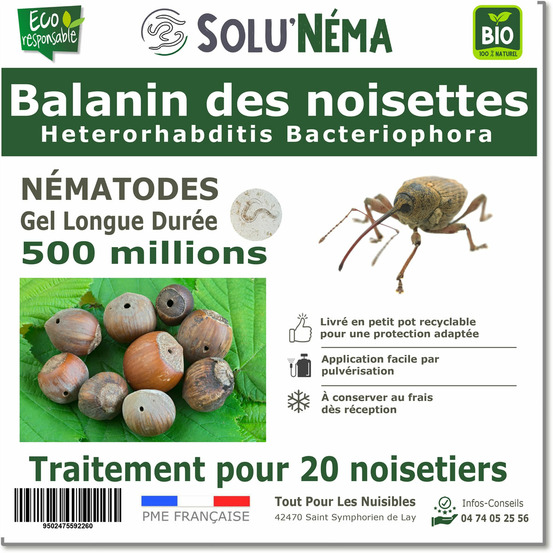 Solunéma - Balanin des noisettes- Nématodes Heterorhabditis bacteriophora (HB) 500 millions pour 20 noisetiers
