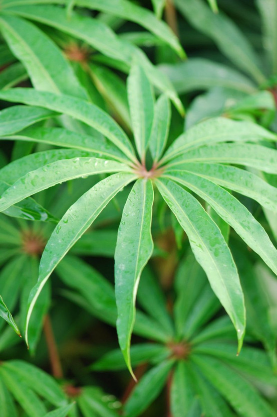 Schefflera 'taiwaniana' - en pot de 3 litres