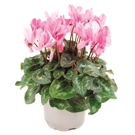 Cyclamen crayon pot 10,5 cm rose