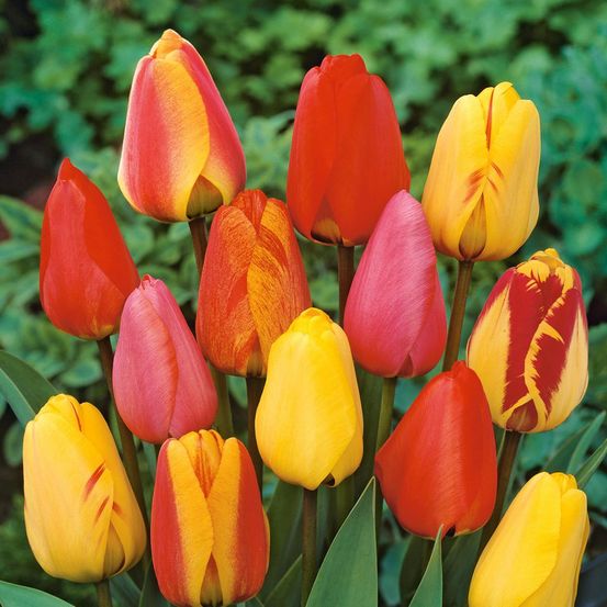 Collection 40 tulipes darwin