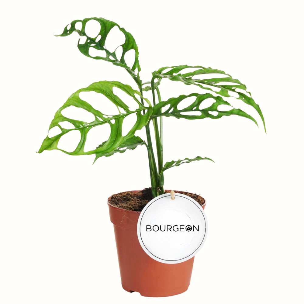 Monstera oblica peru - 25cm - plante rare