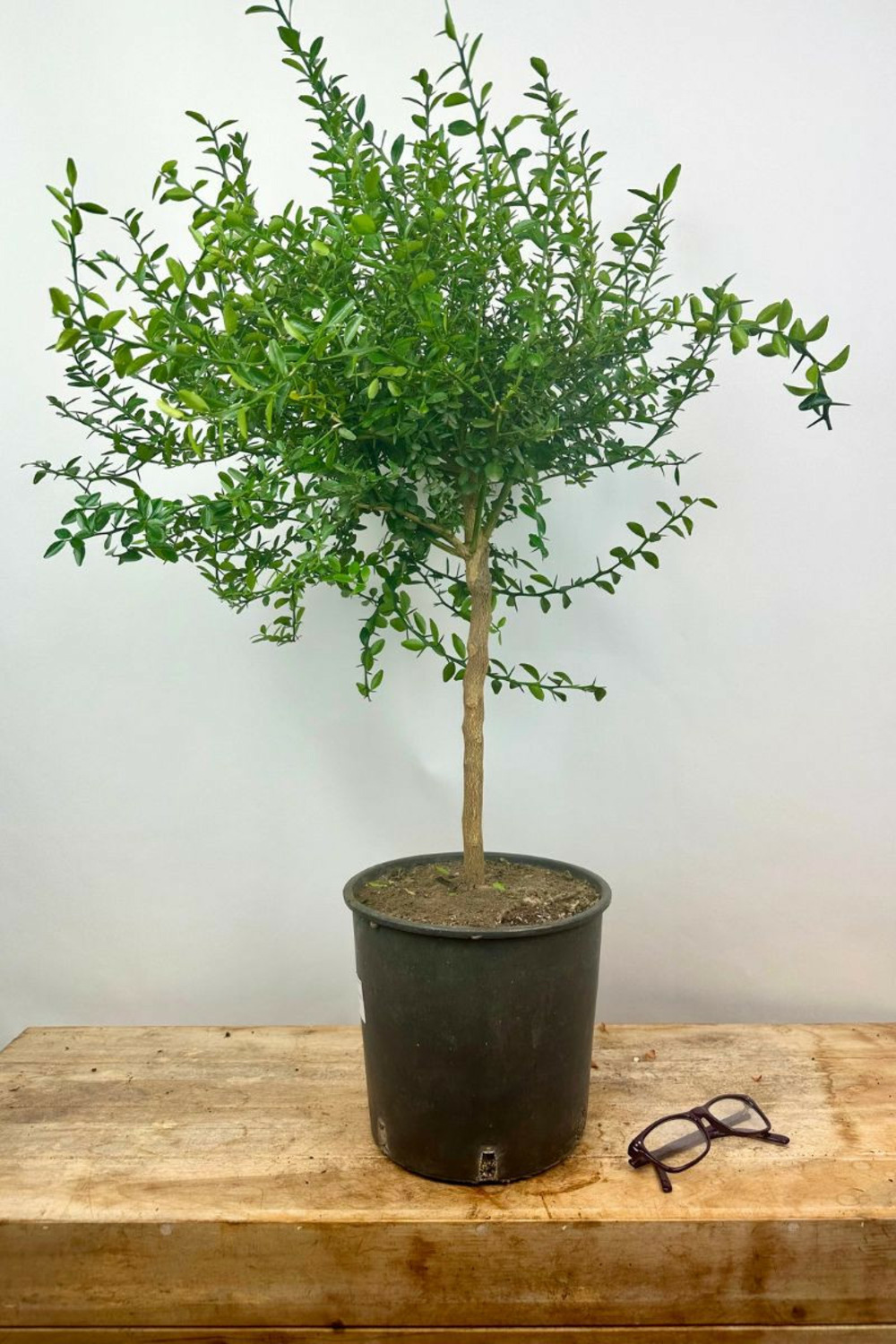 Citron caviar finger lime' - en pot de 5 litres