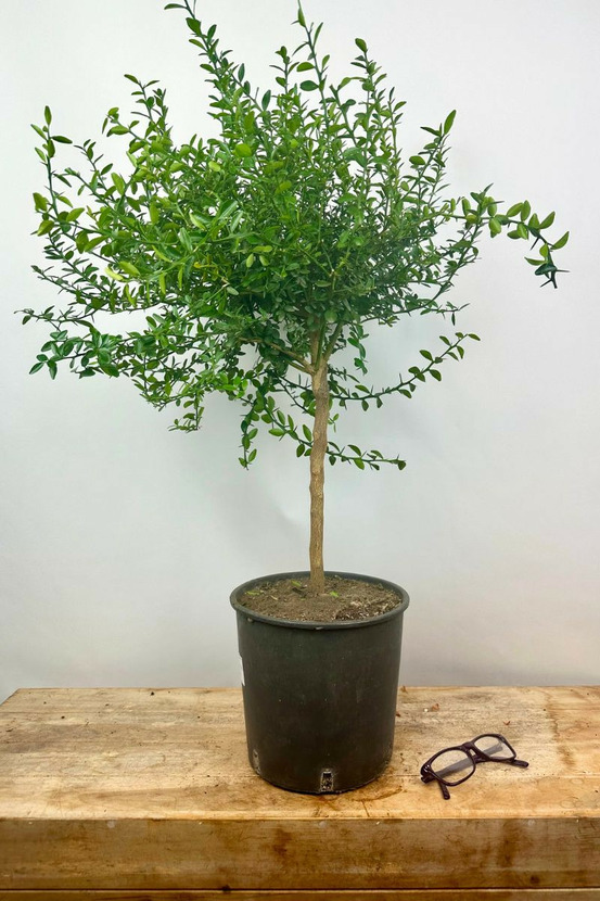 Citron caviar finger lime' - en pot de 5 litres