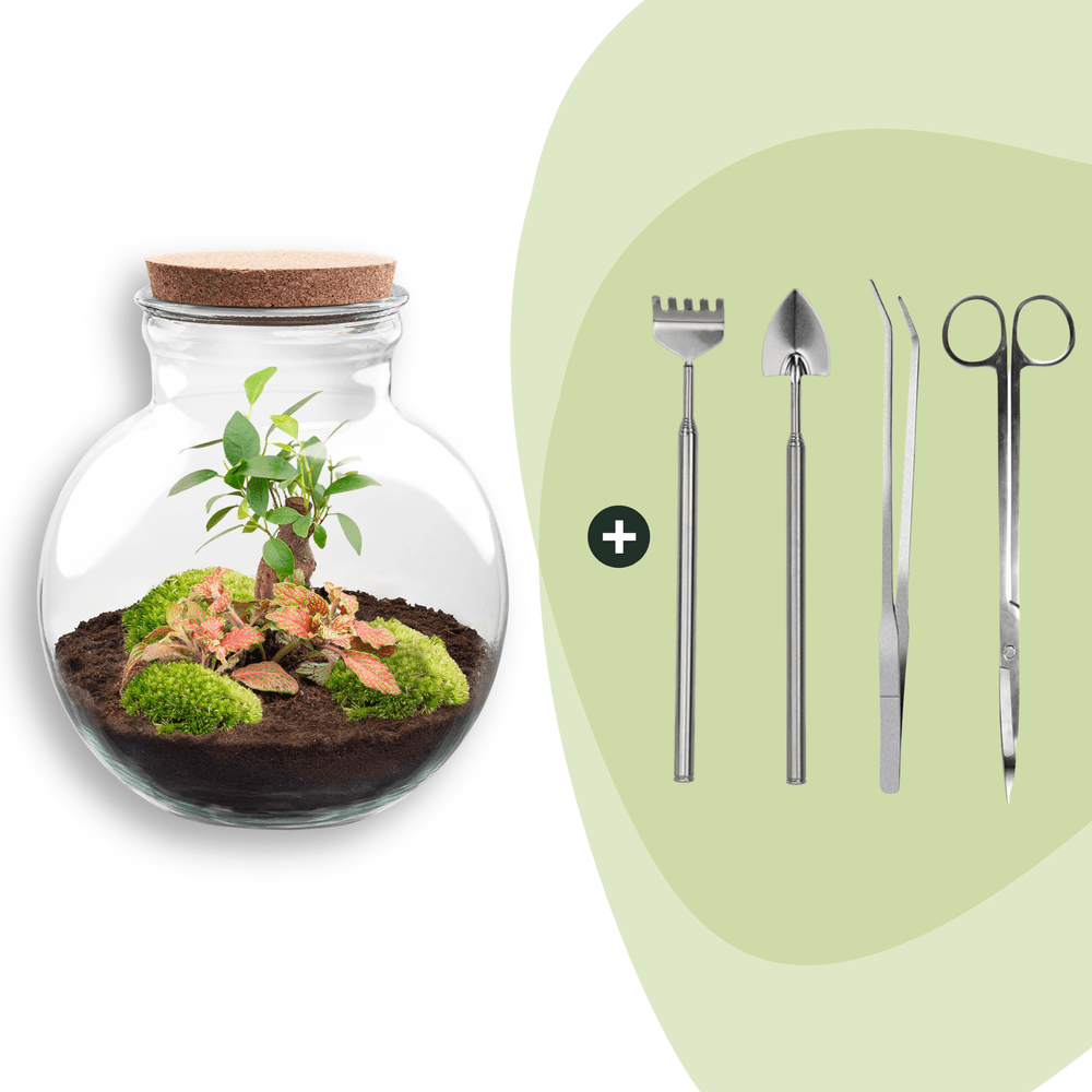 Terrarium à composer bouteille en verre recyclé - ø25-h26cm - avec kit 4 outils - ficus fittonia - terrarium diy