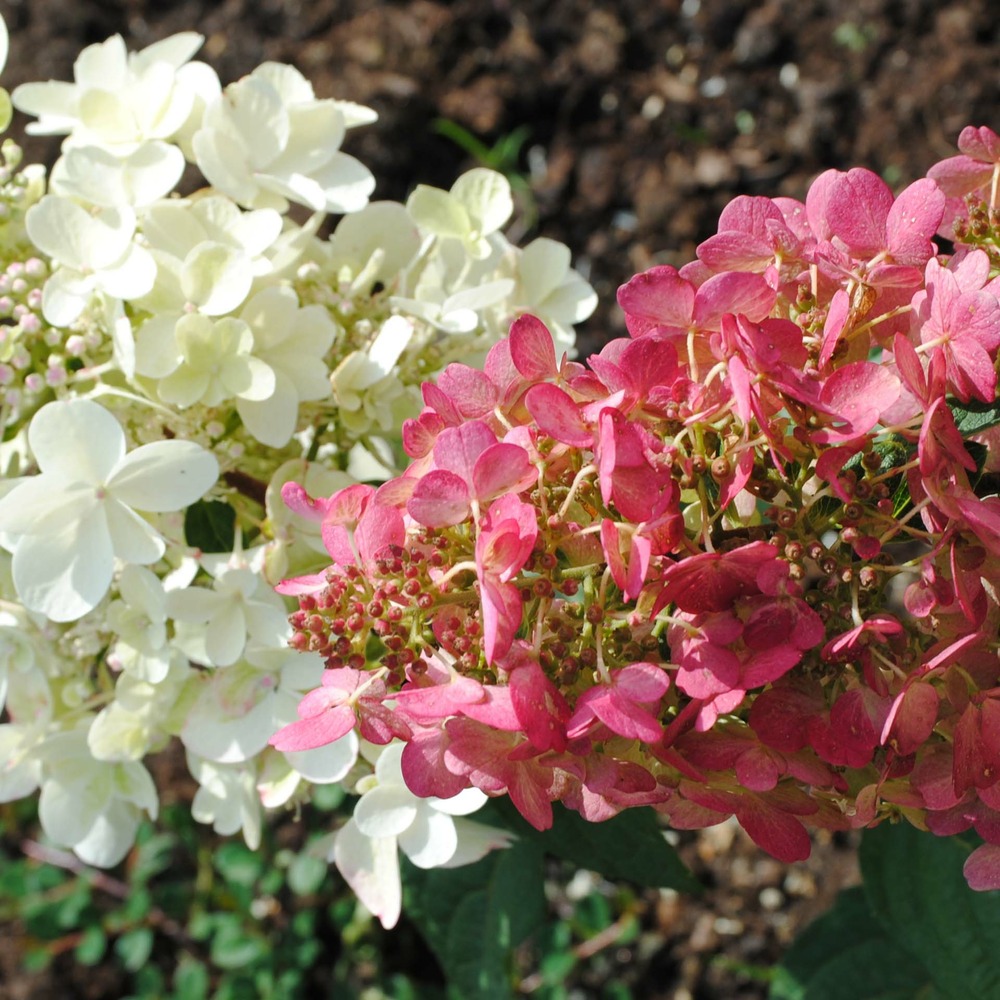 Hortensia paniculé 'pinky winky'® godet de 8/9 cm