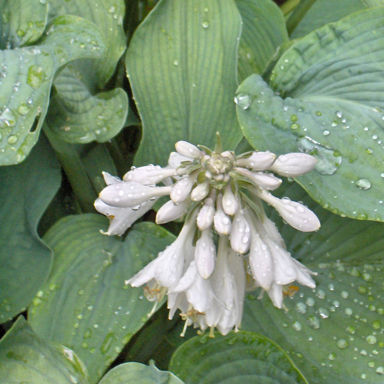 Hosta 'bressingham blue' godet de 8/9 cm