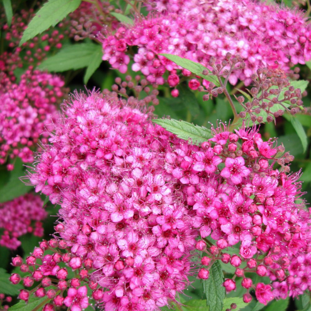 Spirée japonica anthony waterer - spiraea japonica anthony waterer 30/40 cm pot 3l